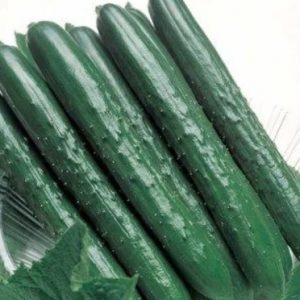 水黄瓜
