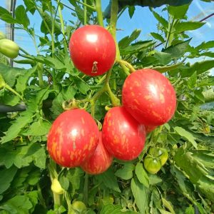 珑彩6号番茄