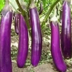 紫色长茄
