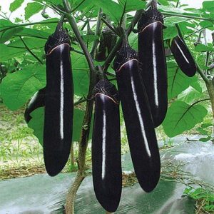 黑色长茄